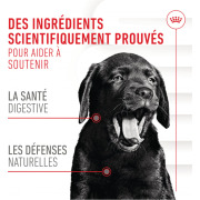 ROYAL CANIN Friandises Immunité & Digestion Soft Chew – Complément pour chien/chiot