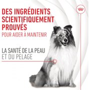 ROYAL CANIN Friandises Skin & Coat Chews – Supplément peau & pelage pour chien adulte