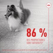 ROYAL CANIN Friandises Skin & Coat Chews – Supplément peau & pelage pour chien adulte