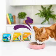 Edgard & Cooper Pâtée bio pour chat sans céréales au saumon et poulet 85 g