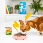 Pâtée morceaux en sauce sans céréales pour chat au Poulet