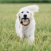 Benebone Jouet à mâcher Ring au bacon pour chien