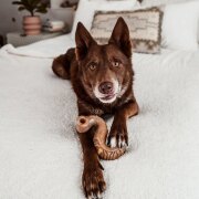 Jouet à mâcher Tripe Bone pour chien