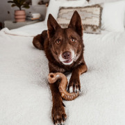 Benebone Jouet à mâcher Tripe Bone pour chien