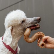 Jouet à mâcher Tripe Bone pour chien