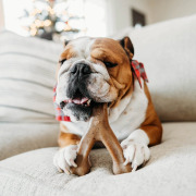 Benebone Jouet à mâcher Wishbone pour chien