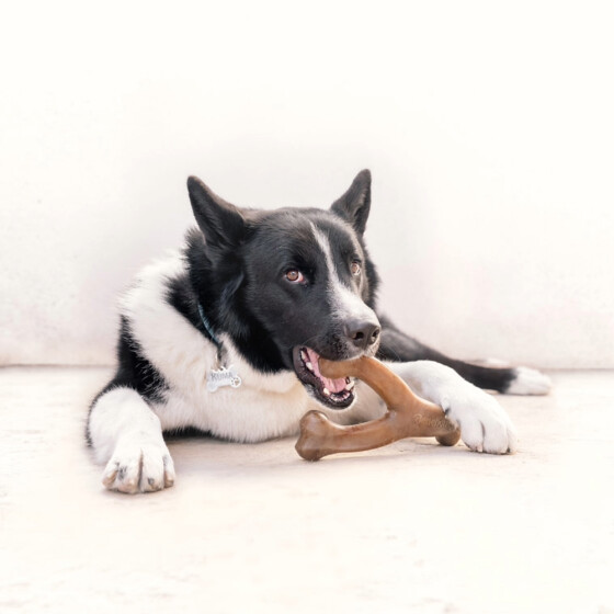 Benebone Jouet à mâcher Wishbone pour chien