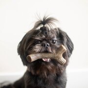 Jouet à mâcher Stick au bacon pour chien