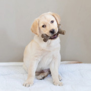 Benebone Jouet à mâcher Stick au bacon pour chien