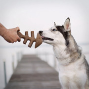 Benebone Jouet à mâcher Fishbone pour chien
