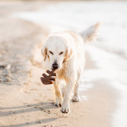 Benebone Jouet à mâcher Fishbone pour chien