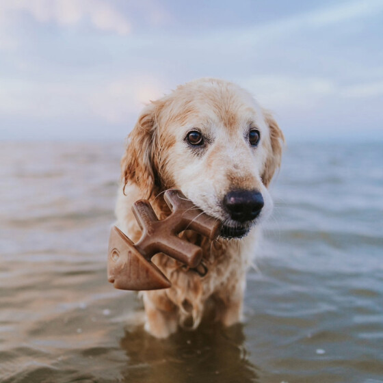 Benebone Jouet à mâcher Fishbone pour chien