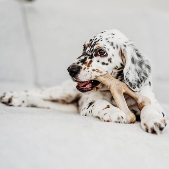 Jouet à mâcher puppy Wishbone