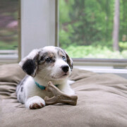 Jouet à mâcher puppy Wishbone