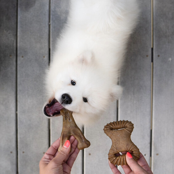 Benebone Jouet à mâcher pack puppy dental Chew-Wishbone bacon
