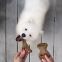Benebone Jouet à mâcher pack puppy dental Chew-Wishbone bacon