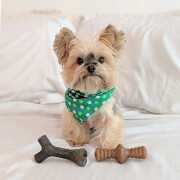 Jouet à mâcher pack puppy Maplestick-Zaggler bacon