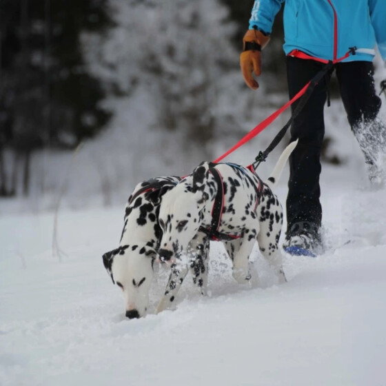 Harnais Polar Quest pour sport canin rouge/noir