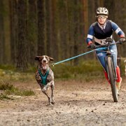 Harnais Inlandsis Blizzard Beast canicross, cani‑VTT, skijoring et attelage BLEU