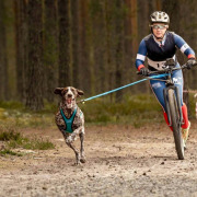 Harnais Blizzard Beast bleu pour canicross, cani-VTT, skijoring et attelage