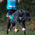 Harnais Blizzard Beast bleu pour canicross, cani-VTT, skijoring et attelage