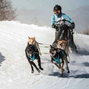 Harnais Blizzard Beast bleu pour canicross, cani-VTT, skijoring et attelage