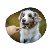 Marly & Dan Peau & Pelage – friandises 100% saumon chien 50 g