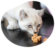 Friandises lyophilisées Peau & Pelage Saumon pour Chat 40 g