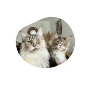 Friandises Digestion Saumon pour Chat Sans Céréales 40 g