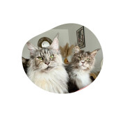 Friandises Digestion Saumon pour Chat Sans Céréales 40 g