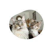 Friandises Digestion Saumon pour Chat Sans Céréales 40 g