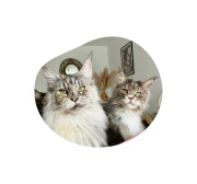 Système Urinaire – friandises chat saumon 40 g