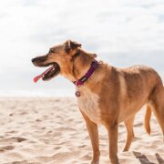Médaille Red Dingo Motif Papillon violette