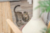 Trixie Viviana - Arbre à chat pour chaton et petit chat