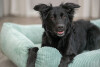 Lit orthopédique Vital Jonna sauge pour chien