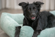 Lit orthopédique Vital Jonna sauge pour chien