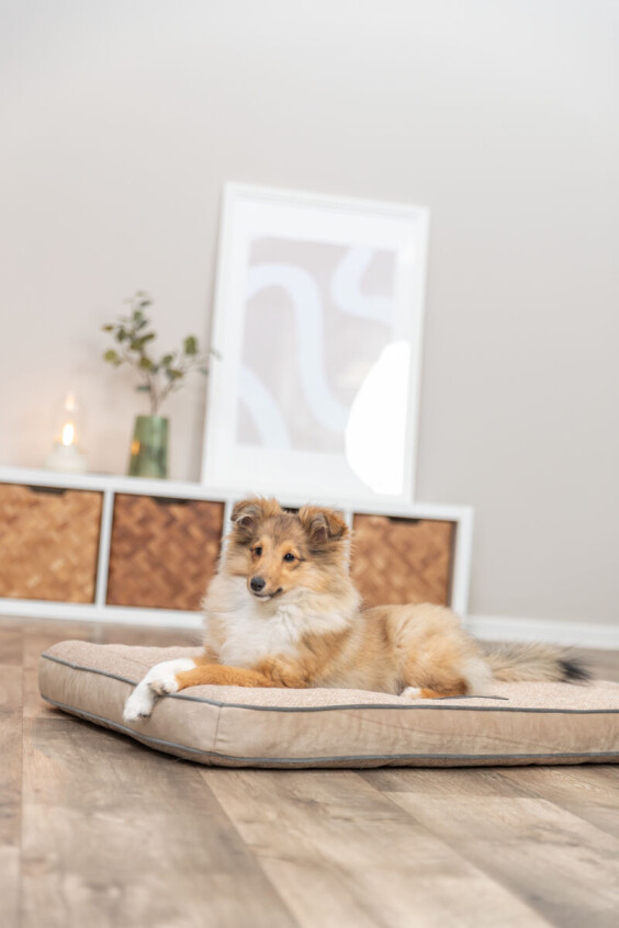 Coussin Liano sable pour chien