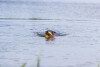 Jouet aquatique Aqua Toy Canard sur corde pour chien Trixie