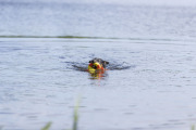 Jouet aquatique Aqua Toy Canard sur corde pour chien Trixie
