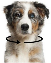 Guide des tailles Milk & Pepper pour chien