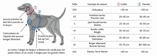 Guide des tailles Collier Premium sable pour chien