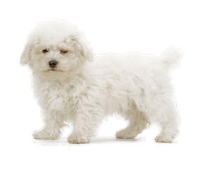 Bichon Frisé