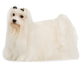 Bichon Maltais