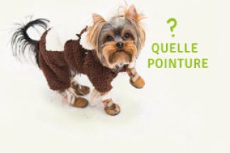 Quelle taille de chaussures pour mon chien ?