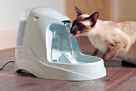 Fontaine à eau pour chat, source de vie.