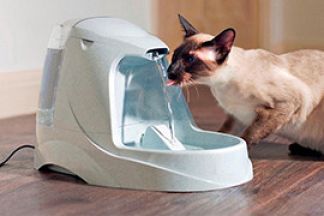 Fontaine à eau pour chat, source de vie.