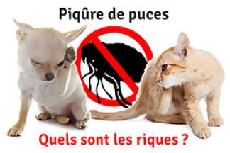 Piqûre de puces : quels sont les risques ?