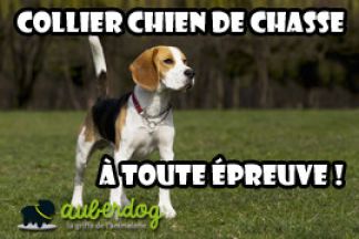 Collier pour chien de chasse, à toute épreuve !