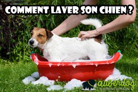 Laver un chien : Comment faire ! fréquence de lavage