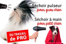 Pulseur chien ou séchoir : lequel choisir ?